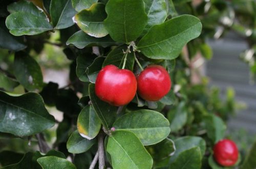 Acerola dla dzieci