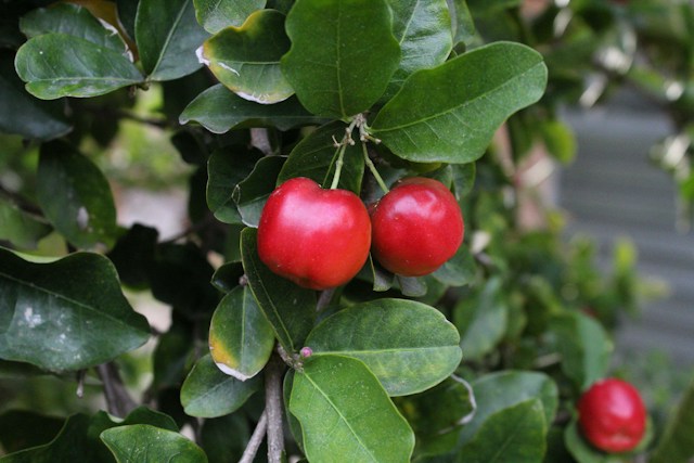 Acerola dla dzieci
